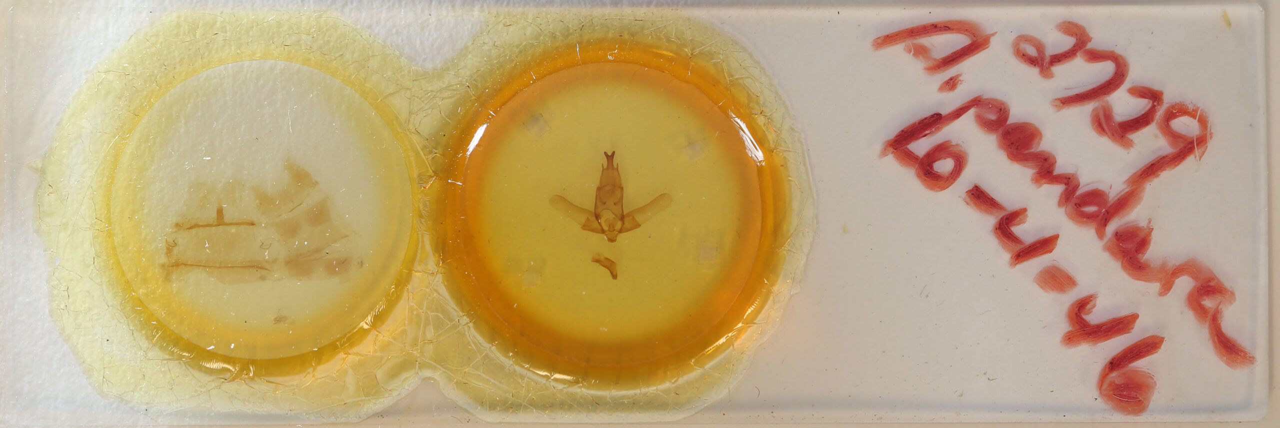 slide view of adult Apatelodes pandara