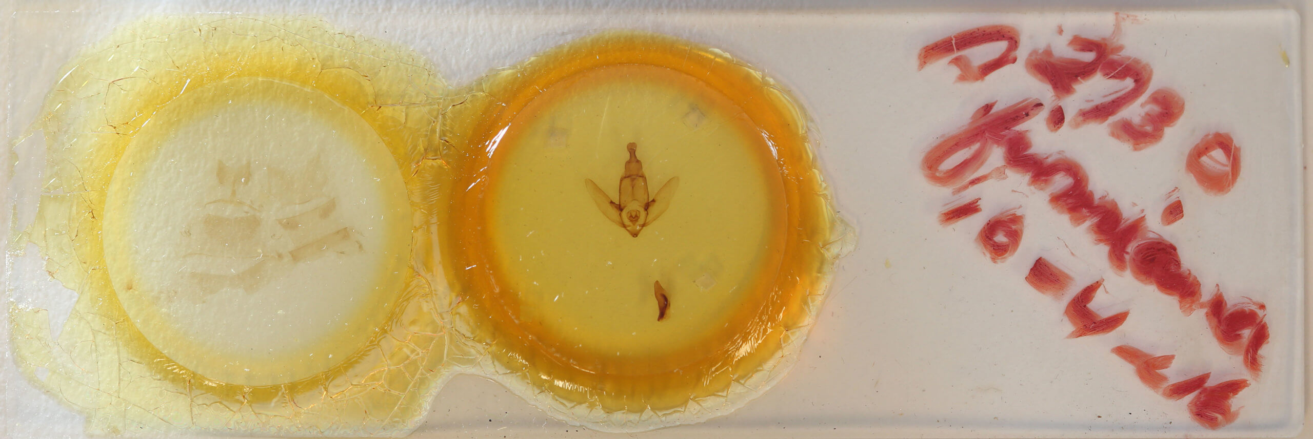 slide view of adult Apatelodes firmiana