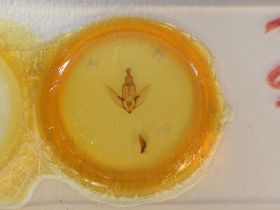 slide view of adult Xanthotype rufaria