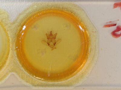 slide view of adult Apatelodes sericea