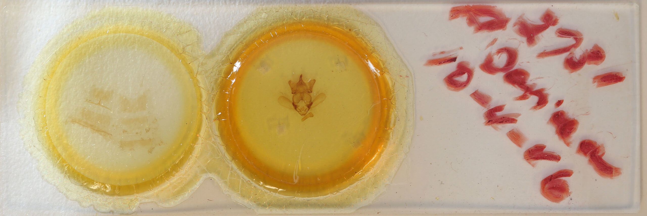 slide view of adult Apatelodes sericea