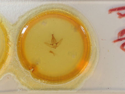 slide view of adult Apatelodes floranica?