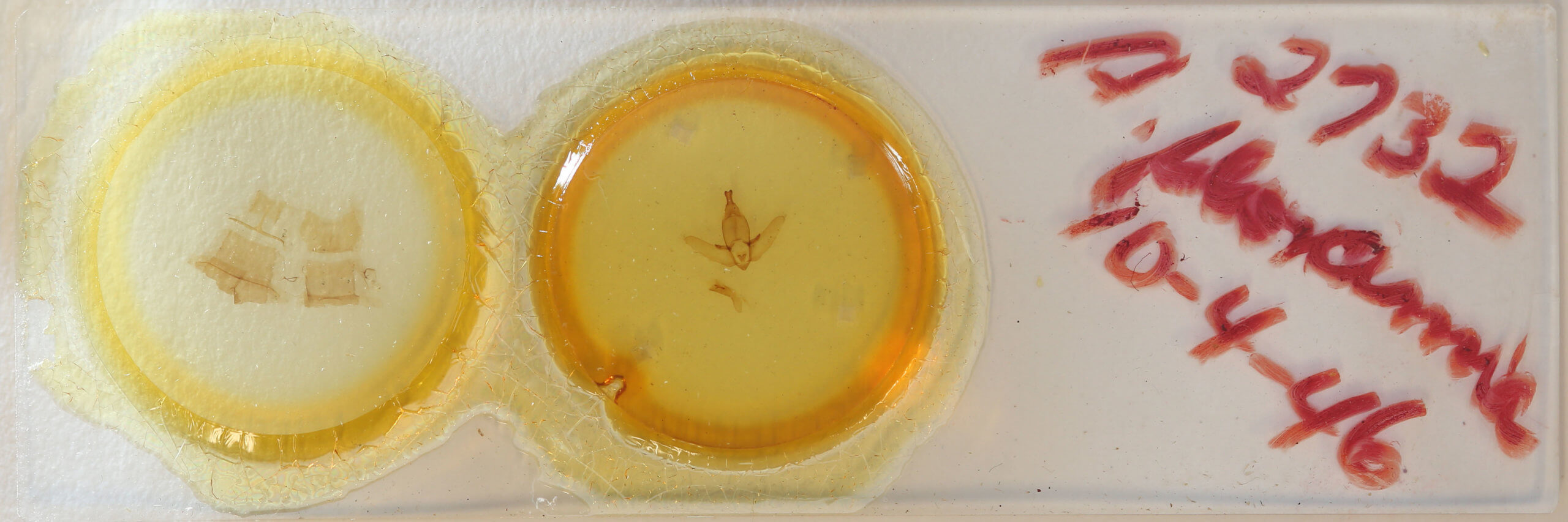 slide view of adult Apatelodes floranica?