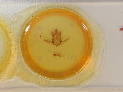 slide view of adult Apatelodes hierax