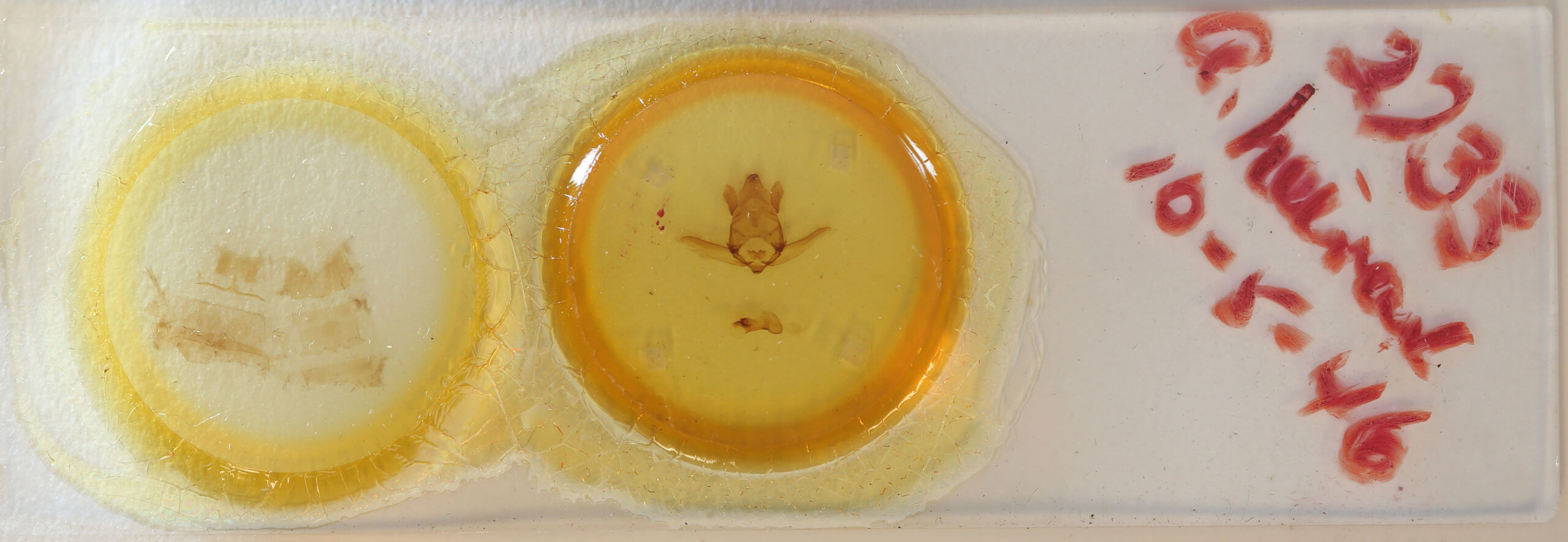 slide view of adult Apatelodes hierax