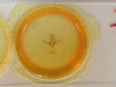 slide view of adult Apatelodes albipunctata