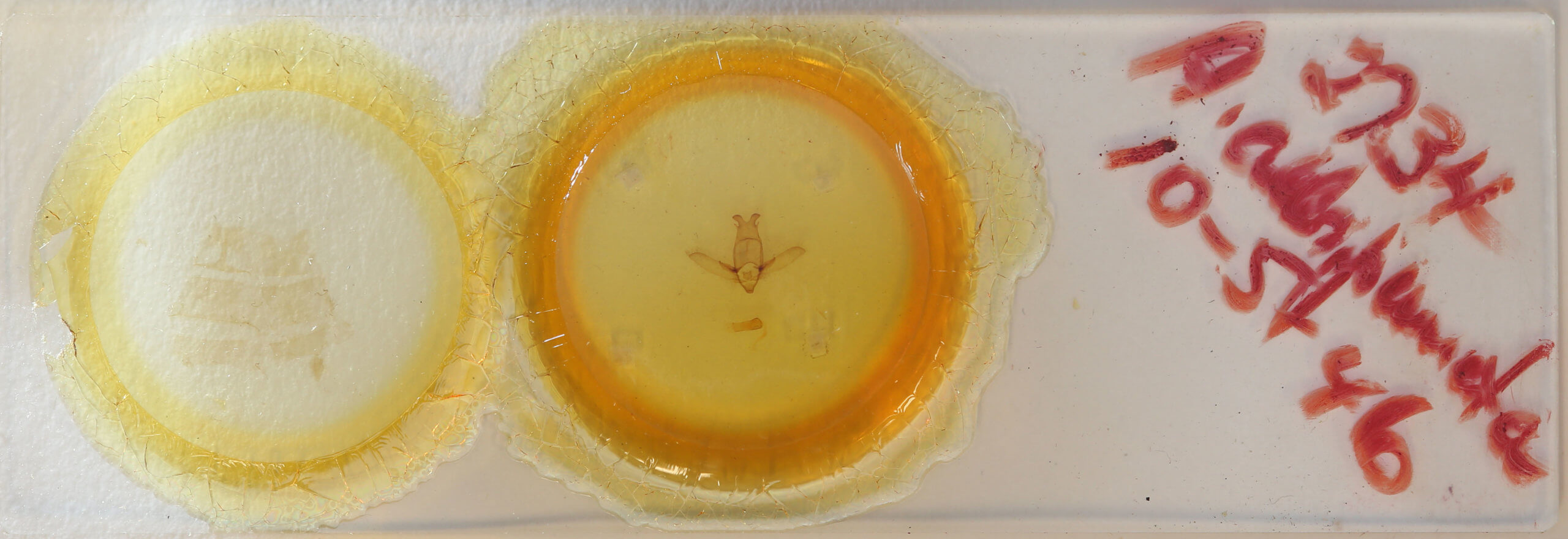 slide view of adult Apatelodes albipunctata