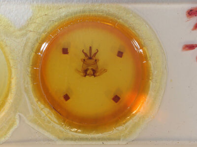 slide view of adult Apatelodes moresca