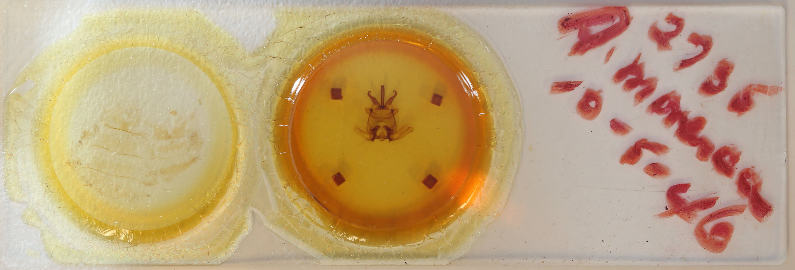 slide view of adult Apatelodes moresca
