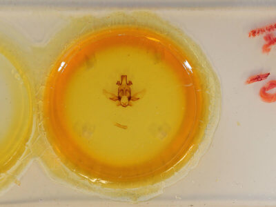 slide view of adult Apatelodes ardeola mediana