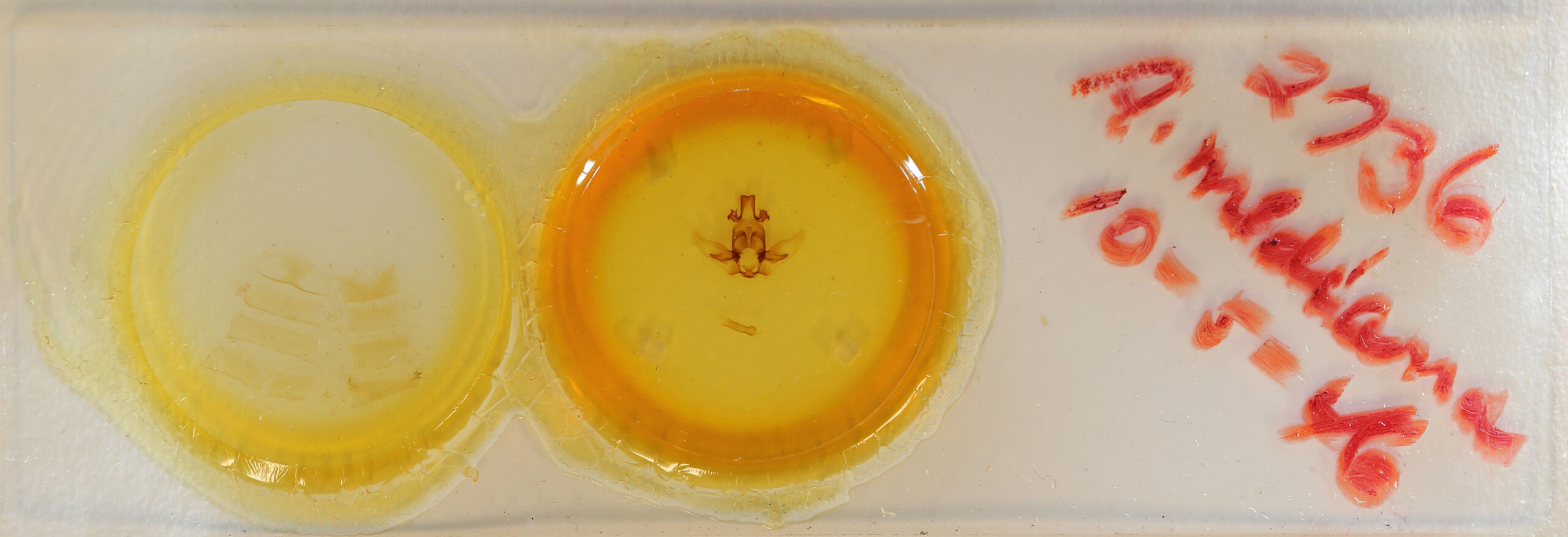 slide view of adult Apatelodes ardeola mediana