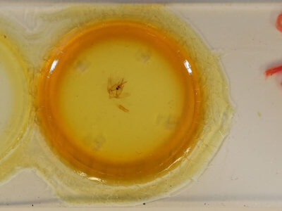 slide view of adult Olceclostera bilinea