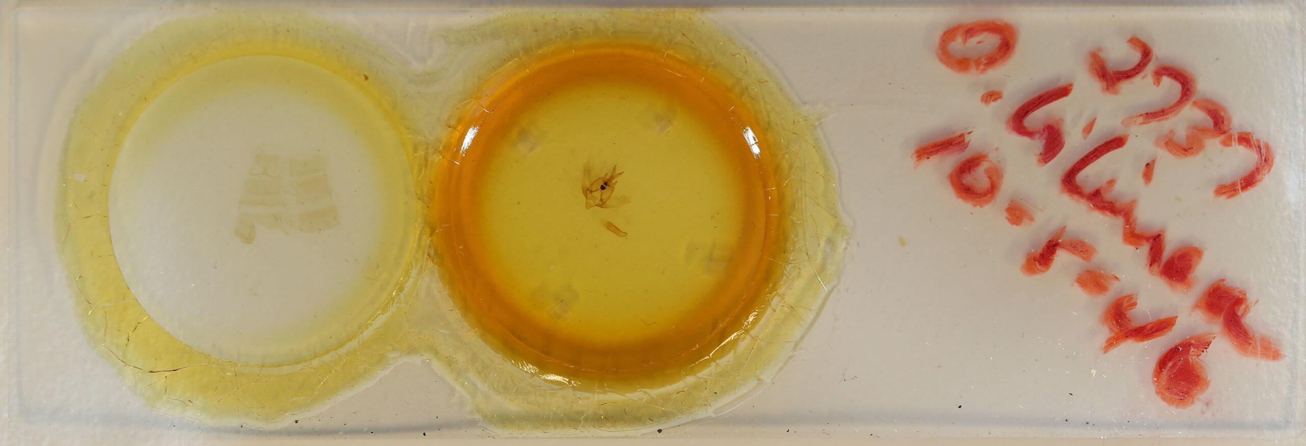 slide view of adult Olceclostera bilinea