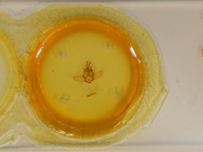 slide view of adult Olceclostera basifusca