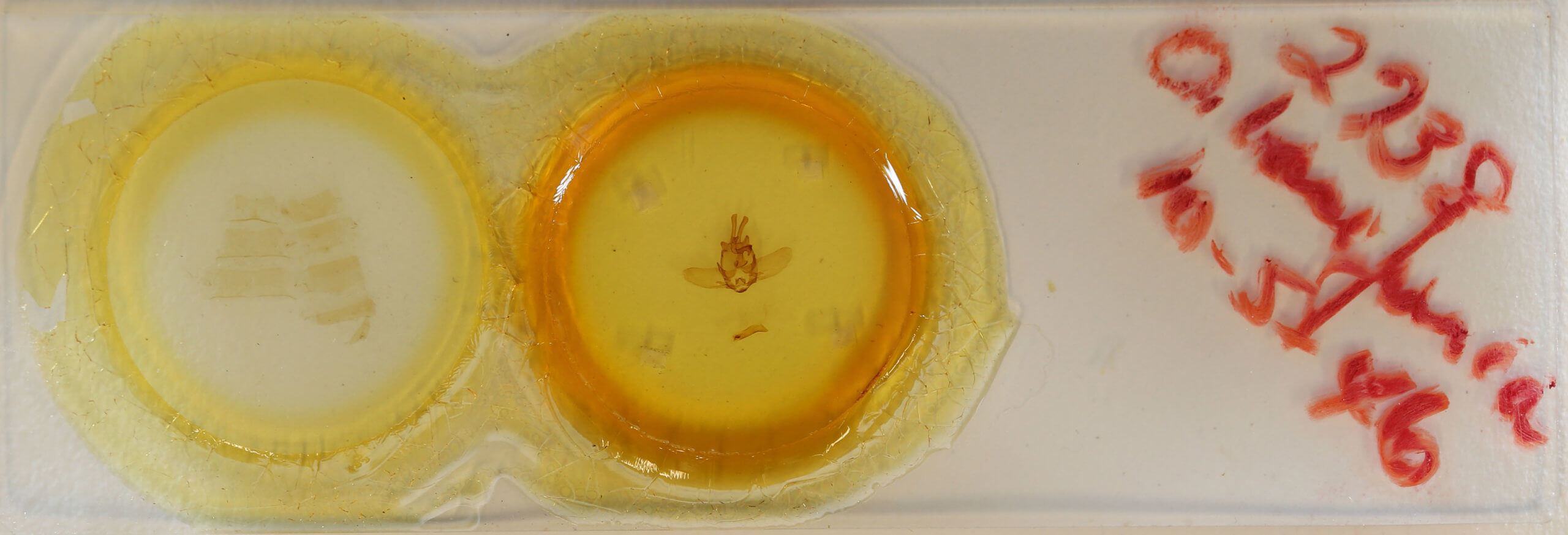 slide view of adult Olceclostera basifusca