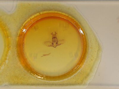 slide view of adult Olceclostera microps