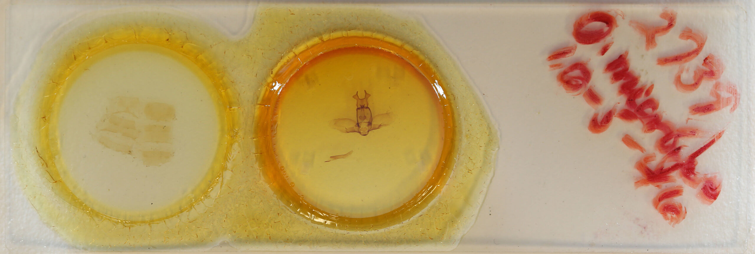 slide view of adult Olceclostera microps