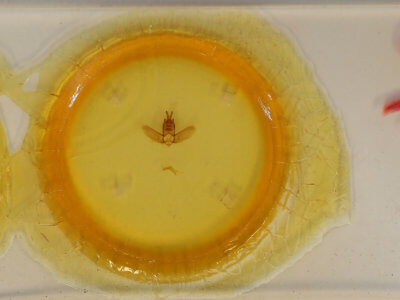 slide view of adult Olceclostera