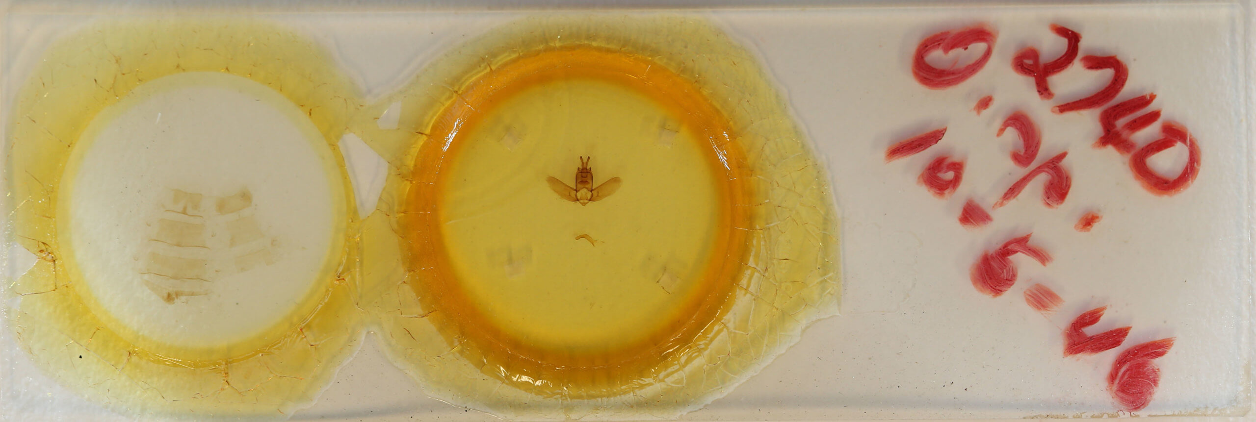 slide view of adult Olceclostera