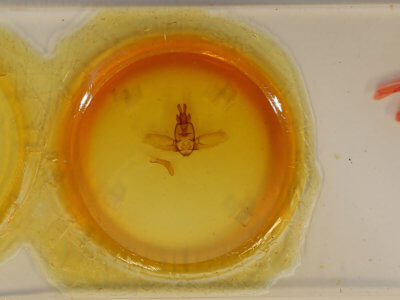 slide view of adult Olceclostera bifenestrata