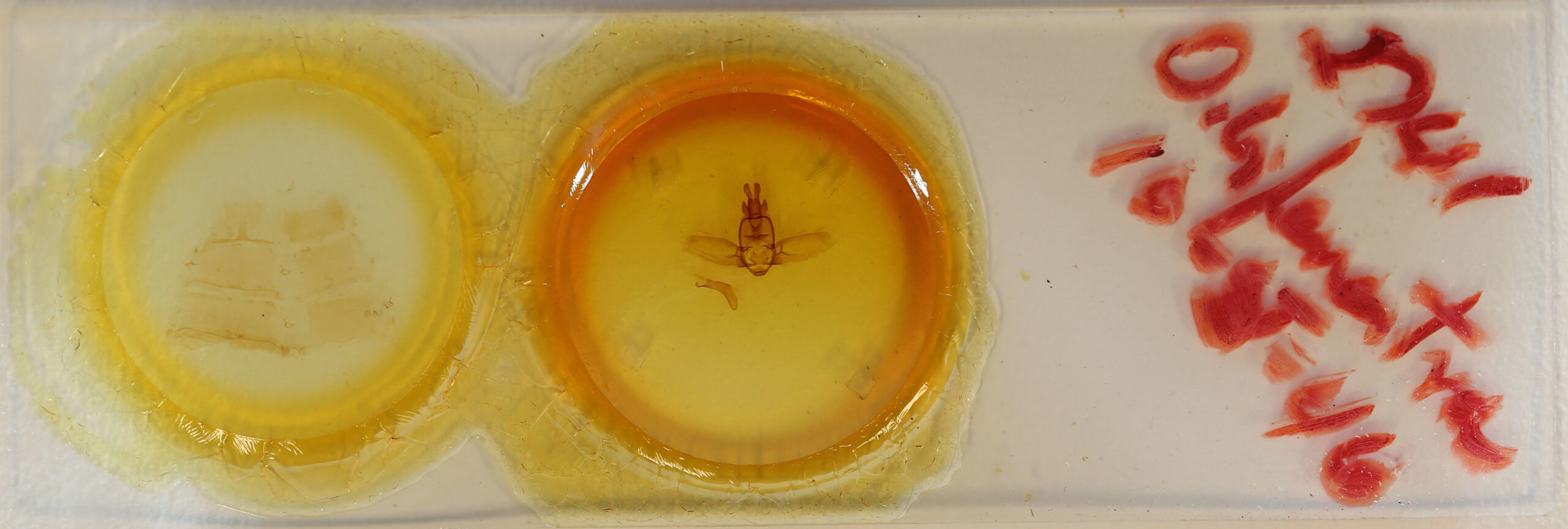 slide view of adult Olceclostera bifenestrata