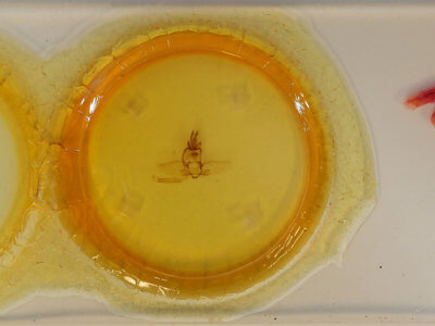 slide view of adult Olceclostera