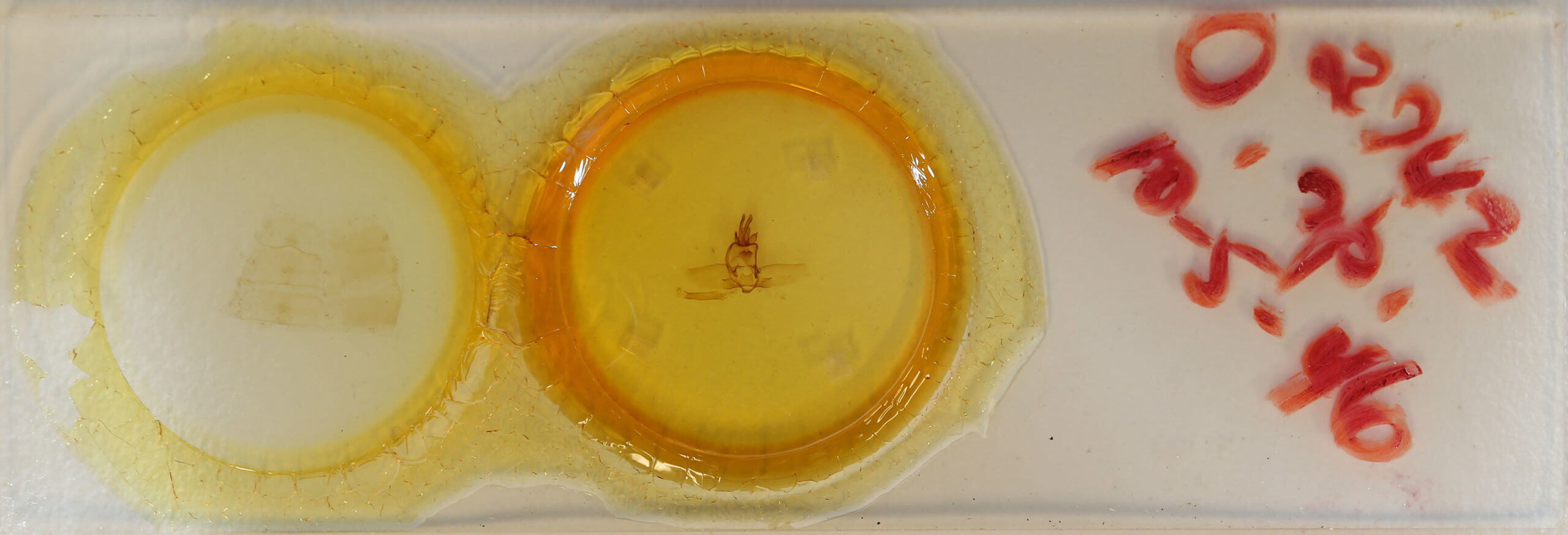 slide view of adult Olceclostera