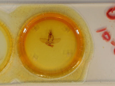 slide view of adult Olceclostera amoria