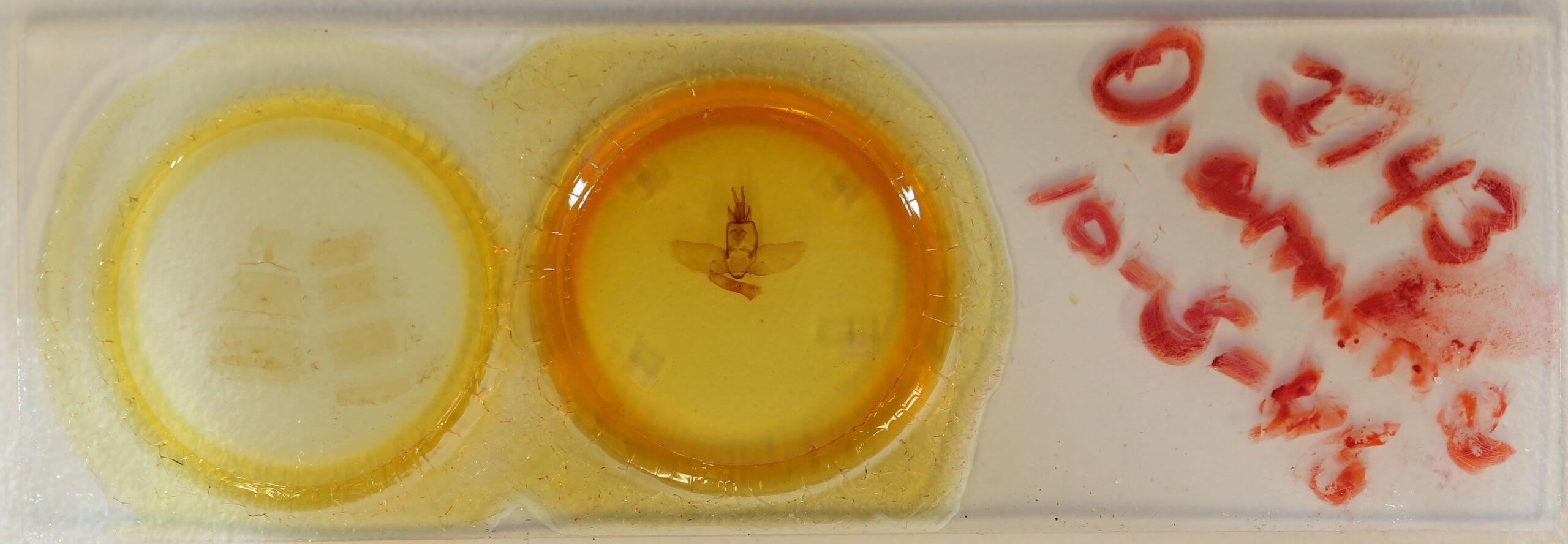 slide view of adult Olceclostera amoria