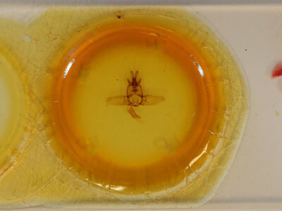 slide view of adult Olceclostera