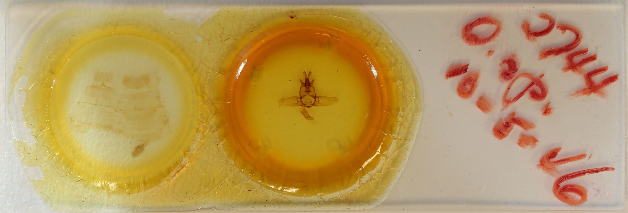 slide view of adult Olceclostera