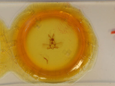 slide view of adult Olceclostera truncata