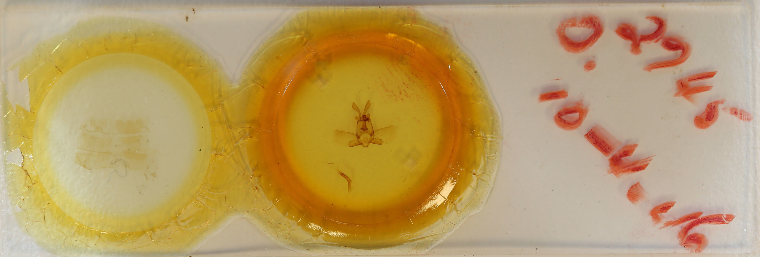 slide view of adult Olceclostera truncata