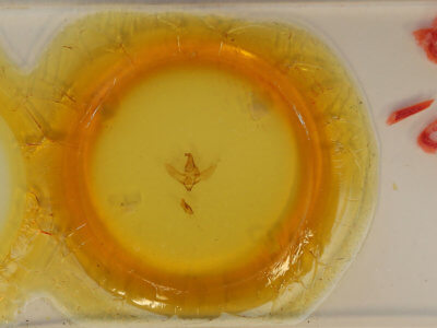 slide view of adult Drepatelodes umbrillinea