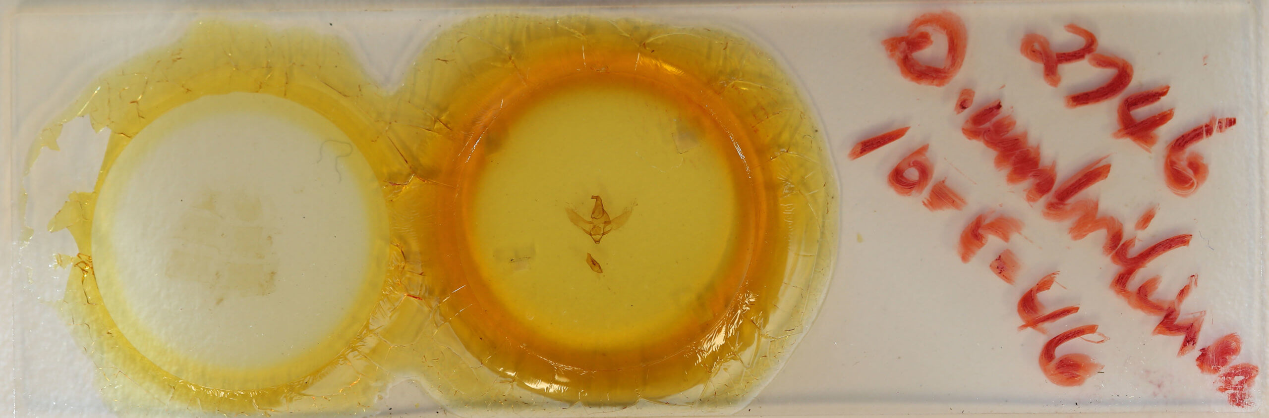 slide view of adult Drepatelodes umbrillinea