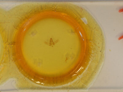 slide view of adult Drepatalodes