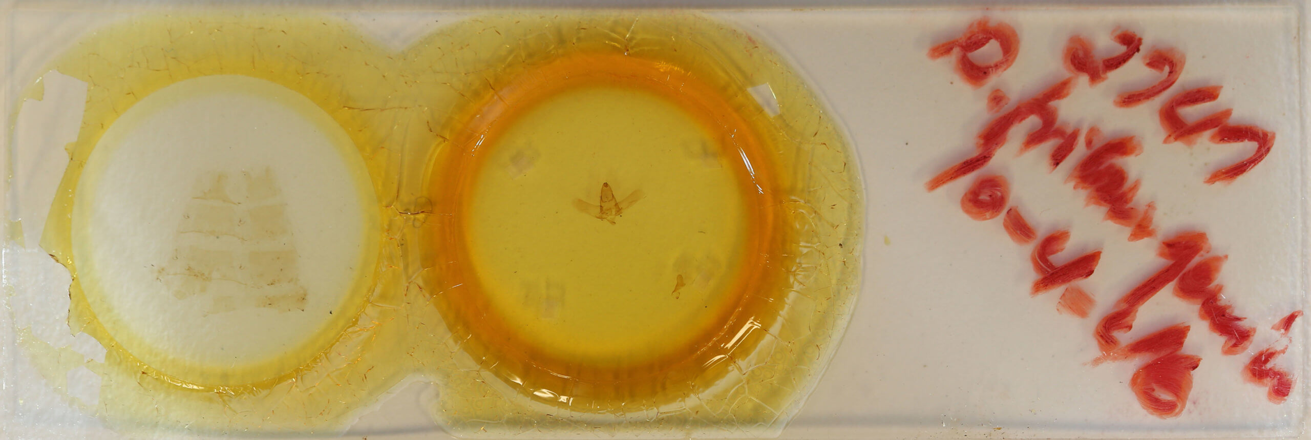 slide view of adult Drepatalodes