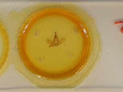 slide view of adult Ephoria thea