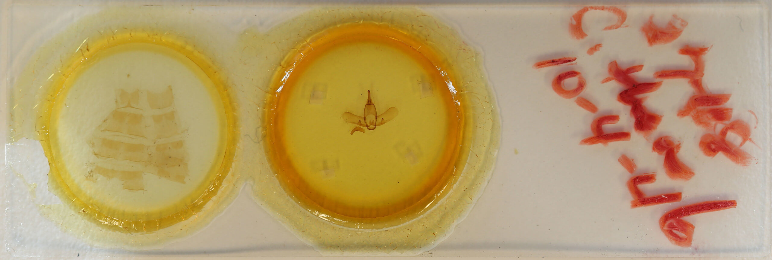 slide view of adult Ephoria thea