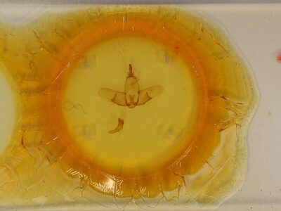 slide view of adult Ephoria dora