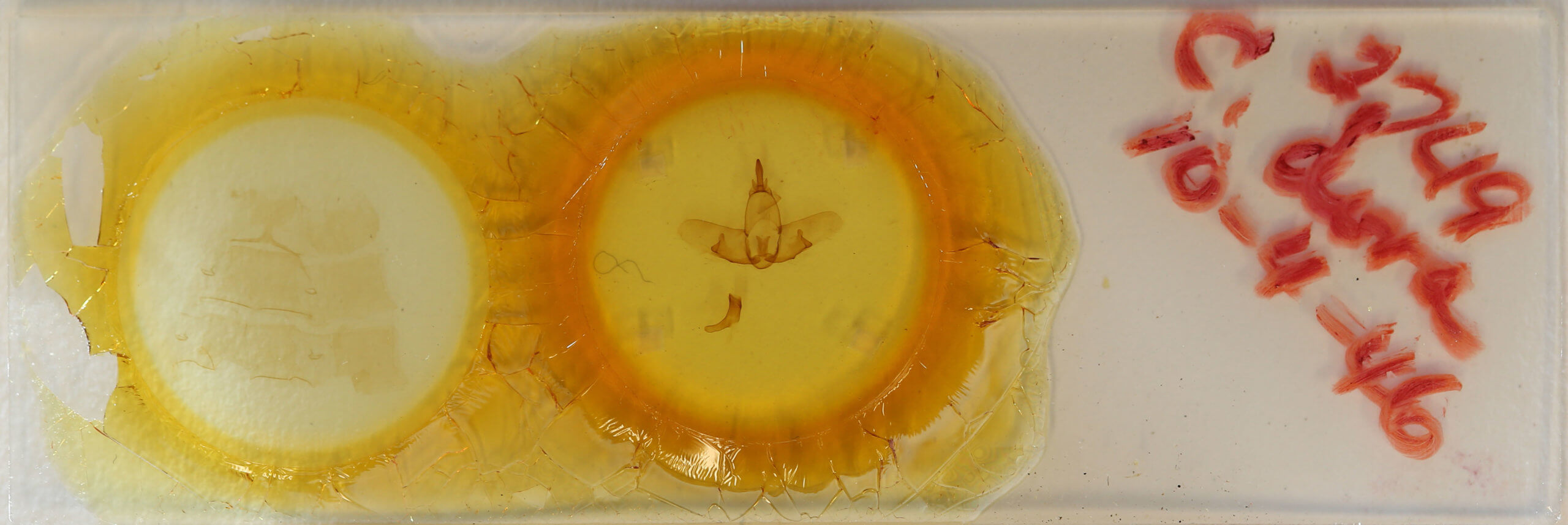 slide view of adult Ephoria dora