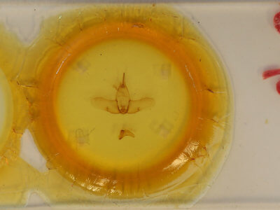 slide view of adult Ephoria ephora