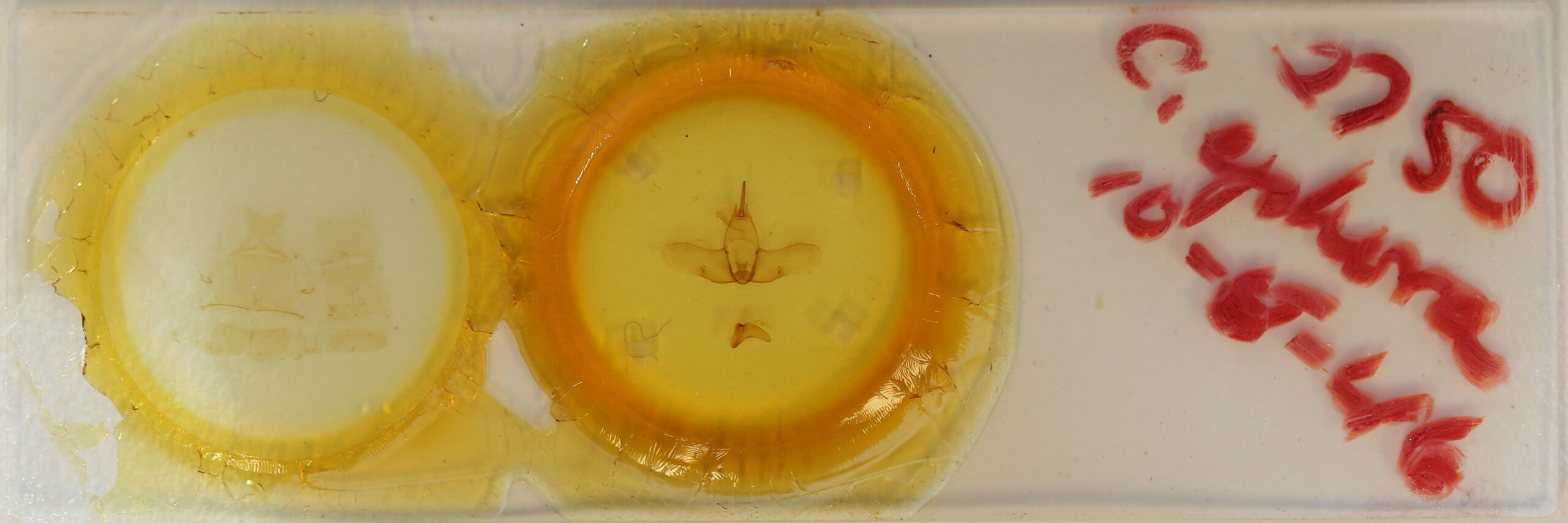 slide view of adult Ephoria ephora