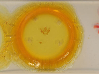 slide view of adult Apatelodes tuisa