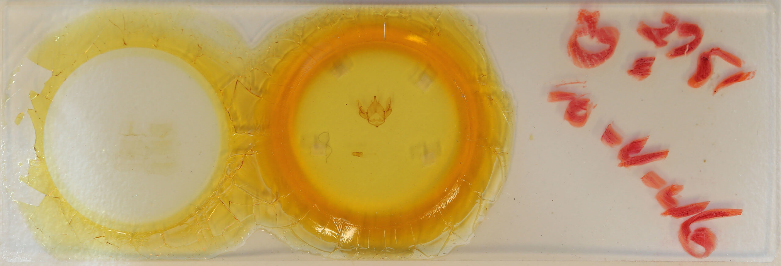 slide view of adult Apatelodes tuisa