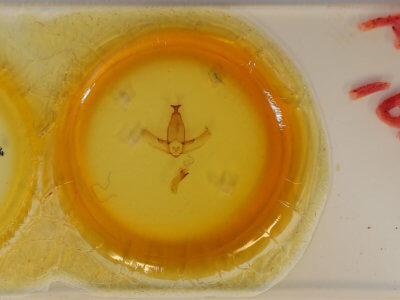 slide view of adult Apatelodes adrastia