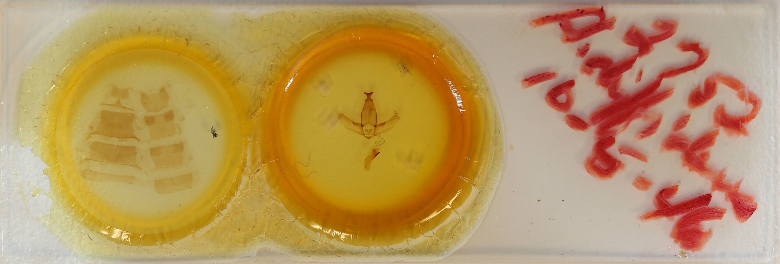 slide view of adult Apatelodes adrastia