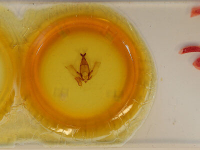 slide view of adult Apatelodes lapitha