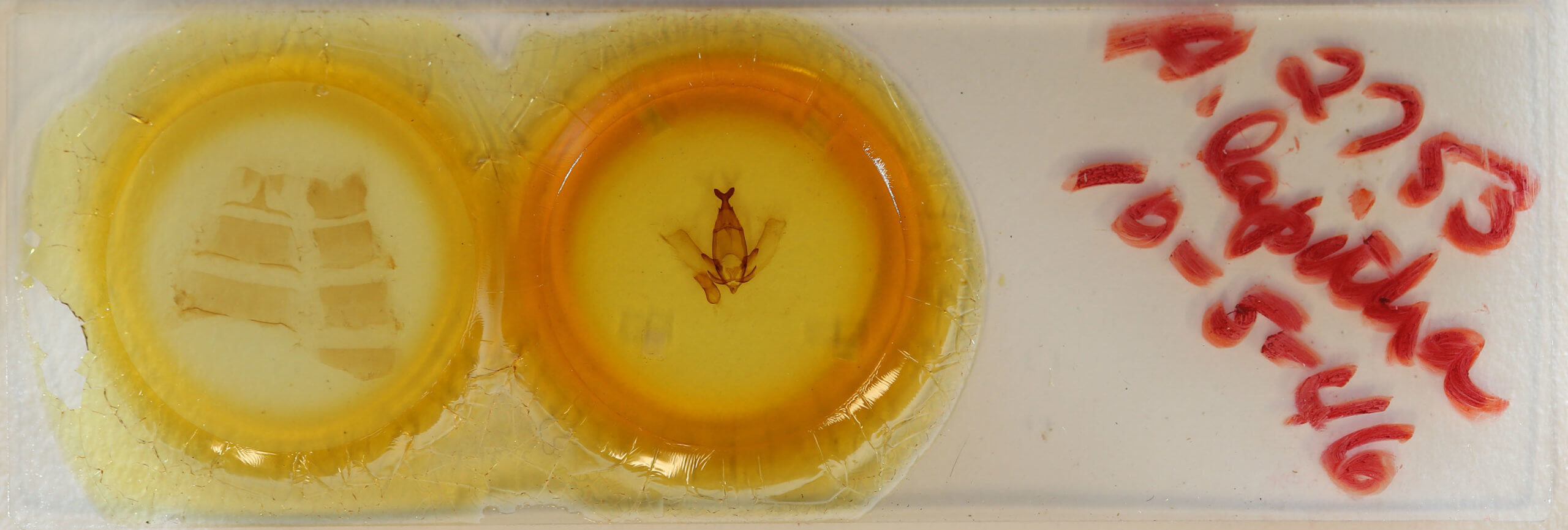 slide view of adult Apatelodes lapitha