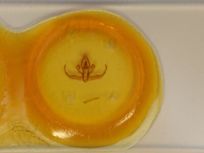 slide view of adult Quentalia granisca